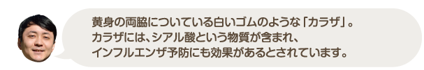 黄身の両脇についている白いゴムのような「カラザ」。カラザには、シアル酸という物質が含まれ、インフルエンザ予防にも効果があるとされています。