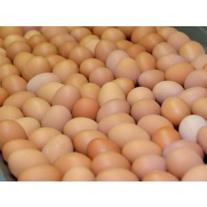 画像8: 酵母たまご 年定期購買　月1回30個入り（サイズフリー・送料別）