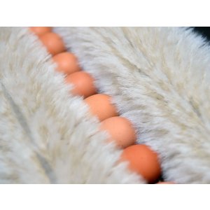 画像9: 酵母たまご 年定期購買　月1回30個入り（サイズフリー・送料別）