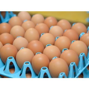 画像10: 酵母たまご 年定期購買　月1回30個入り（サイズフリー・送料別）