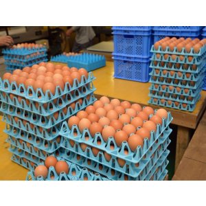 画像11: 酵母たまご 年定期購買　月1回30個入り（サイズフリー・送料別）