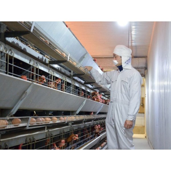 画像3: 酵母たまご50個入り（サイズフリー） (3)