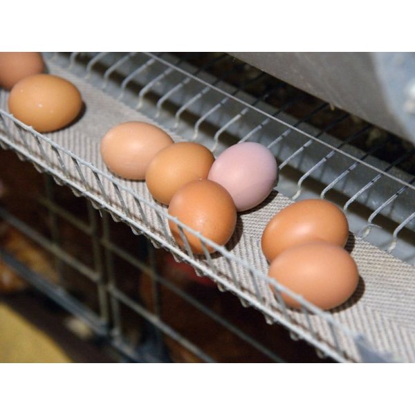 画像5: 酵母たまご50個入り（サイズフリー） (5)